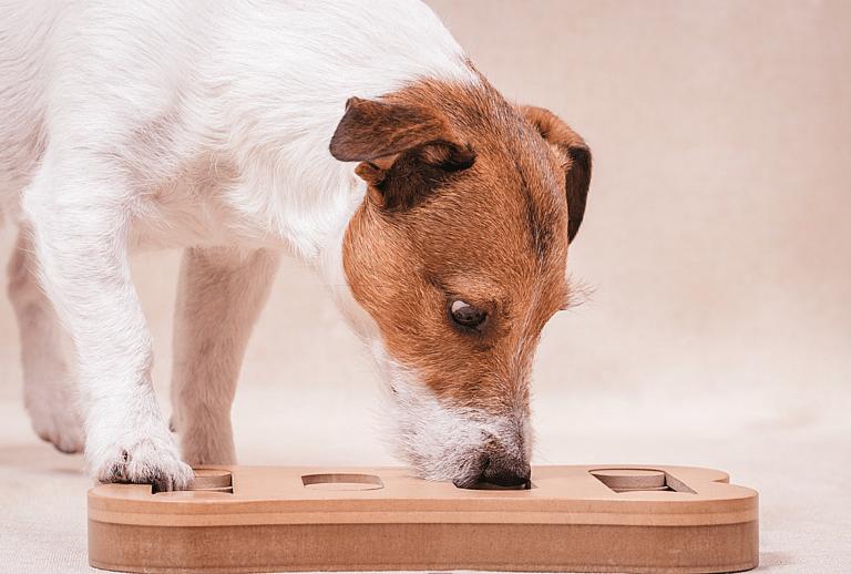 How to Get A Dog to Stop Barking