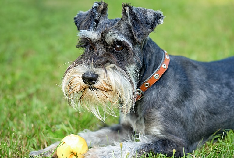 Rat catching dog: Tiny But Mighty: How One Small Dog Breed Revolutionized Pest Control in the 19th Century