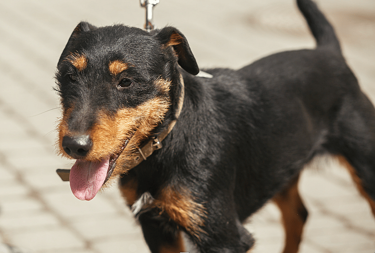 Rat catching dog: Tiny But Mighty: How One Small Dog Breed Revolutionized Pest Control in the 19th Century