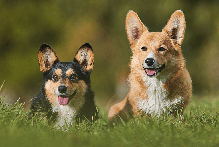 Corgi Names