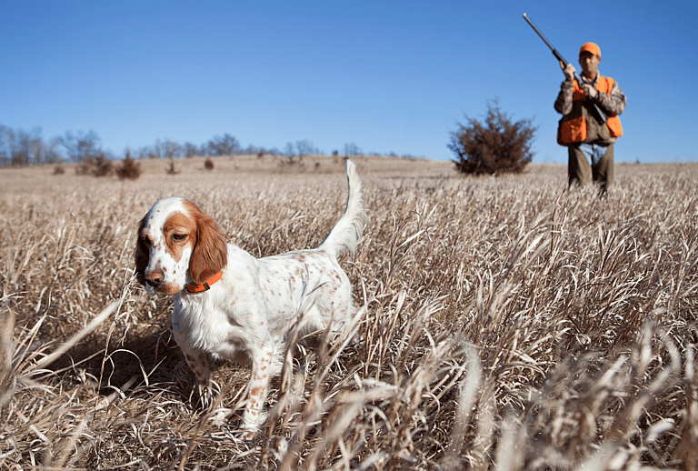 Hunting Dog Names