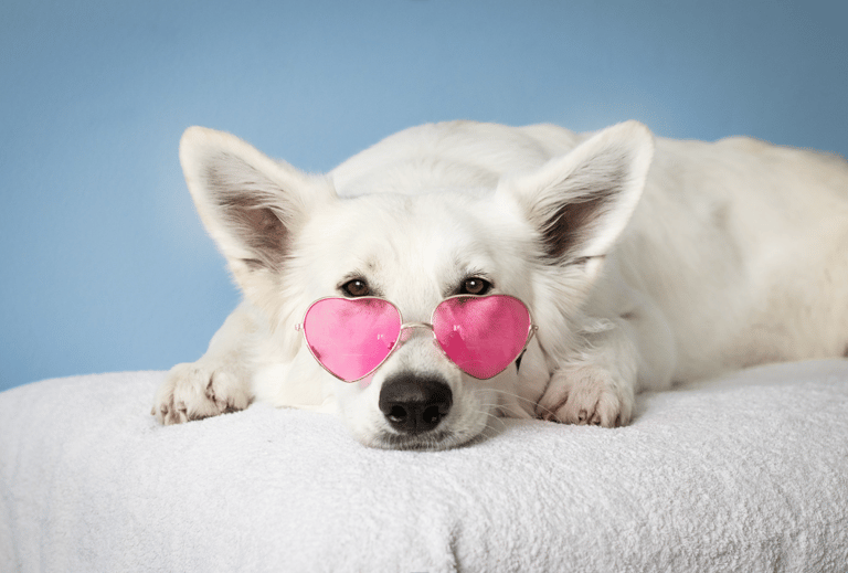 White Dog Names