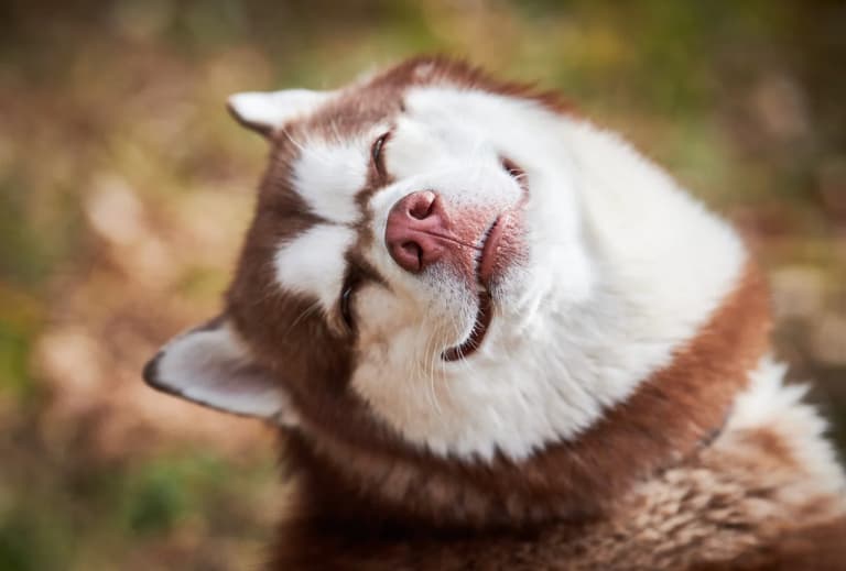 Husky Dog Name
