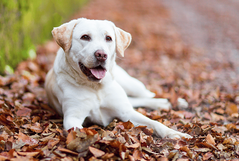 Labrador Retriever Names