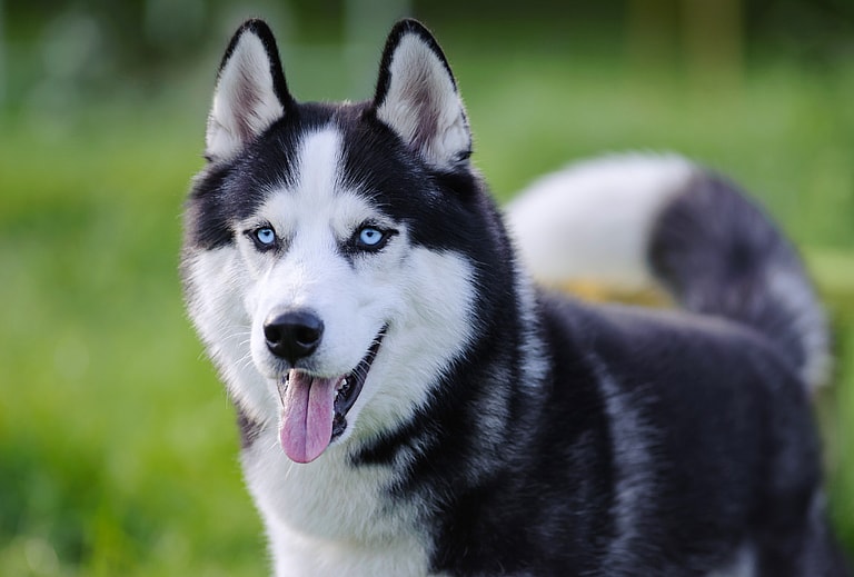 Husky Dog Name