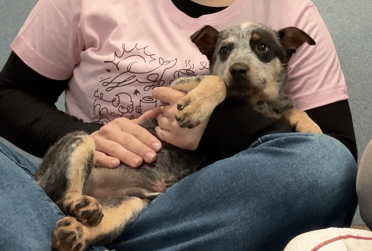 Sitting with Dogs: When a Broken Leg Couldn't Break His Spirit: Shelter Puppy's Resilience Inspires