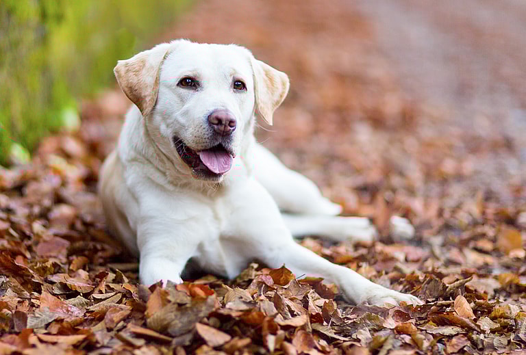 Labrador Retriever Names