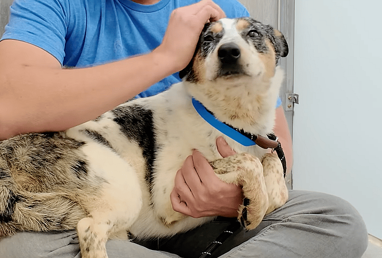 Sitting with dogs 44: How a Few Kind Words Transformed This Fearful Dog Into a Tail-Wagging Sweetheart