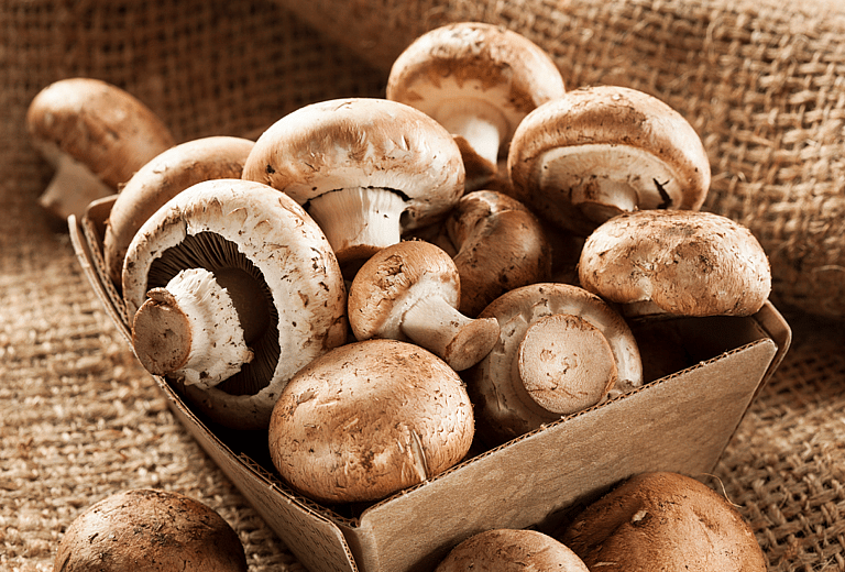 Can Dogs Eat Mushrooms?