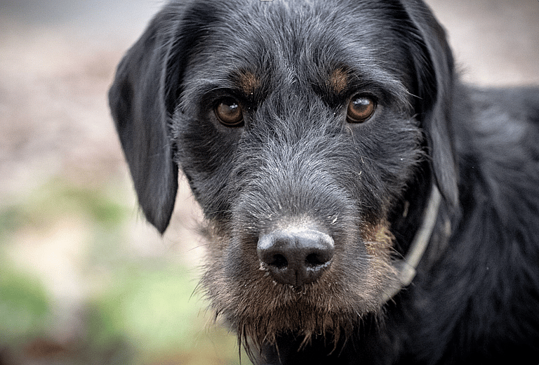 Rat catching dog: Tiny But Mighty: How One Small Dog Breed Revolutionized Pest Control in the 19th Century