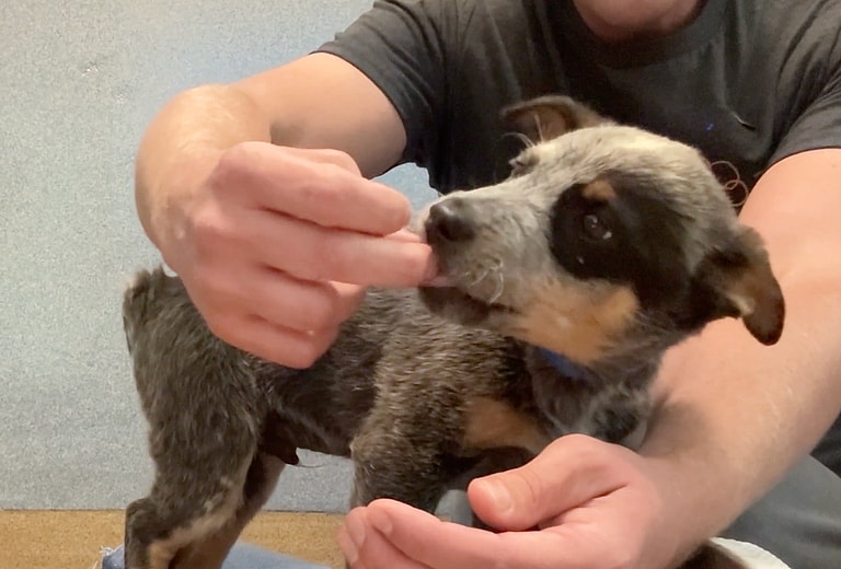 Sitting with Dogs: When a Broken Leg Couldn't Break His Spirit: Shelter Puppy's Resilience Inspires