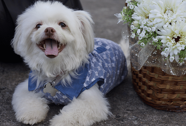 Your Dog Can Legally Be a Witness at Your Wedding in These 23 States!