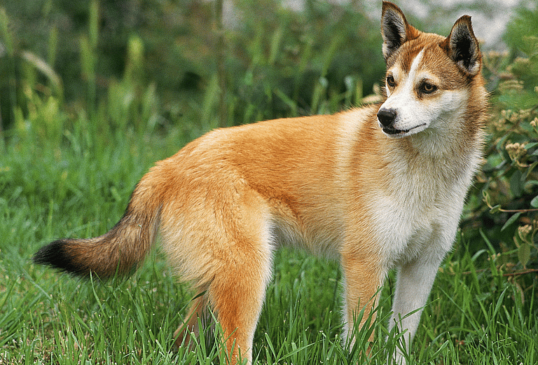 Dog Breeds On The Brink Of Extinction - Norwegian Lundehund