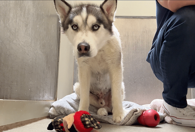 Sitting With Dogs 18: Henry