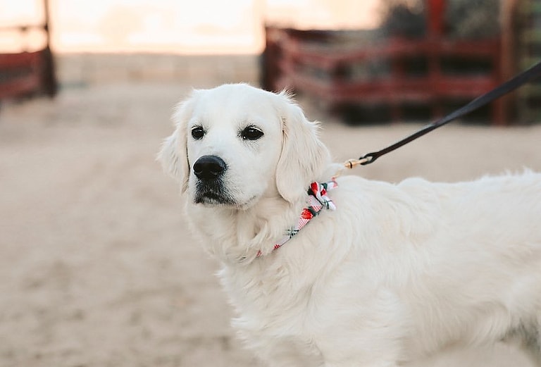 White Golden Retrievers