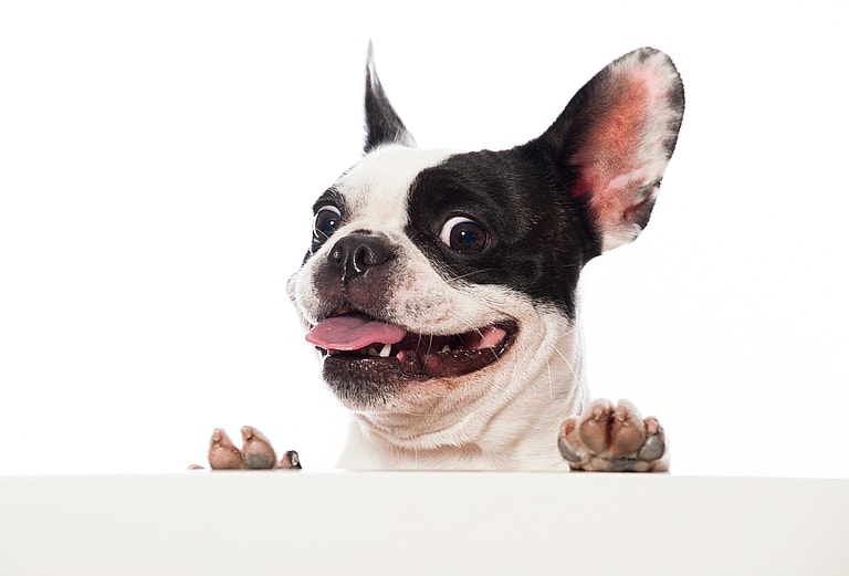 The Unseen Struggle of Velcro Dogs