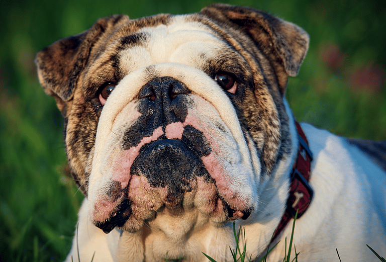 English Bulldog Names