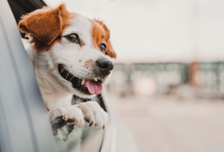 Italian Dog Names