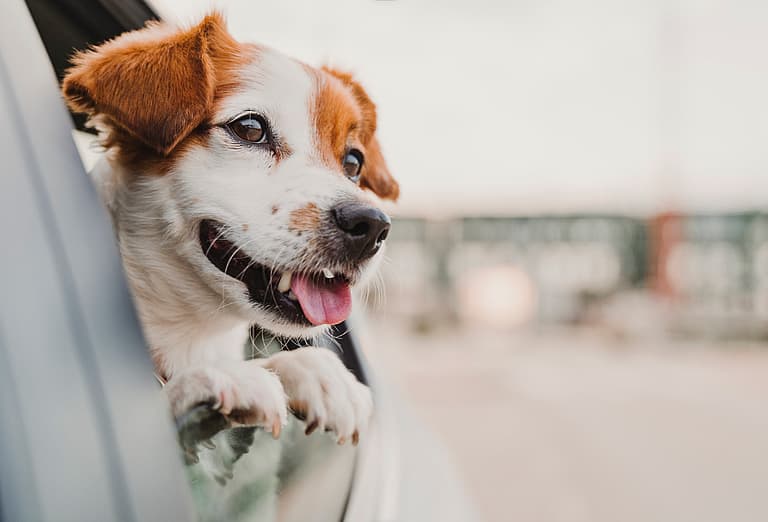 Italian Dog Names