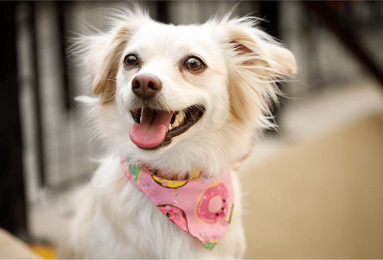 French Dog Names: smiley dog
