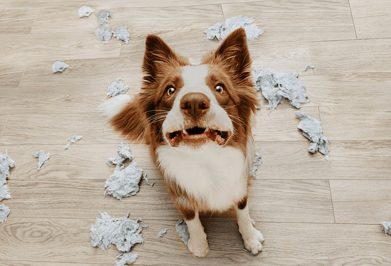 Dog with Separation Anxiety