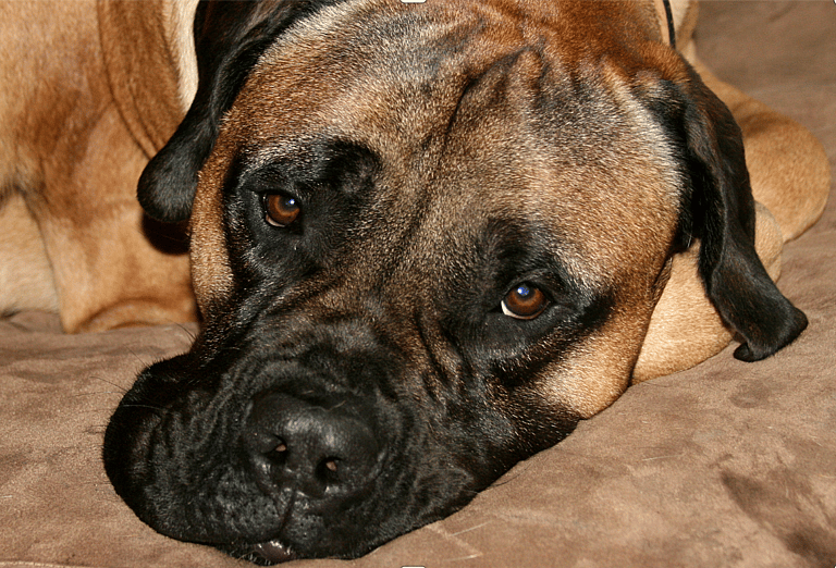 Viral TikTok Shows The Symptoms of Canine Dementia—Learn What To Look For