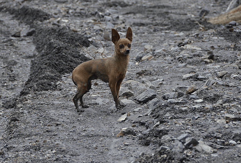 The #1 Reason Pets Are Left Behind During Disasters—And How to Avoid It