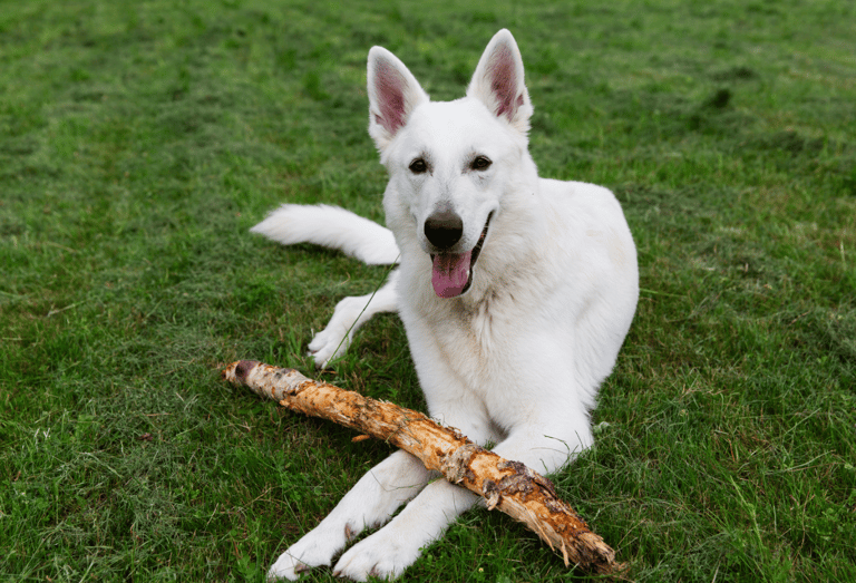 White Swiss Shepherd dog
