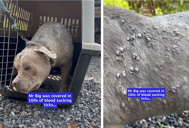 Stray Dog With 500 Ticks Loses Will to Live, Until  Rescuers Step In