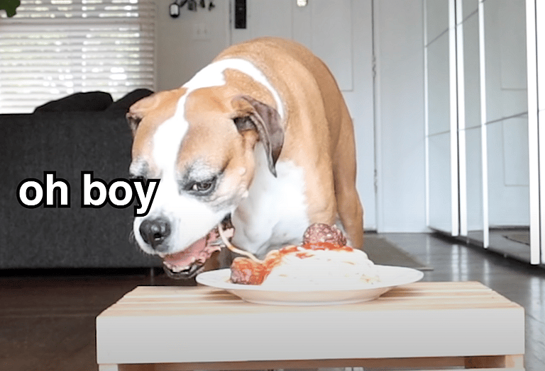 Leave it challenge: Blind Cane Corso Is Left Alone With Juicy Hamburger