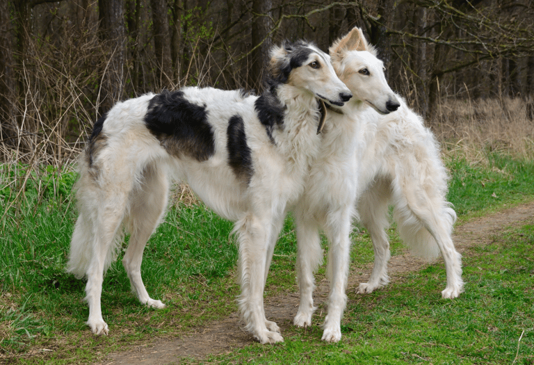 Breeds That Pioneered America - Russian Wolfhounds