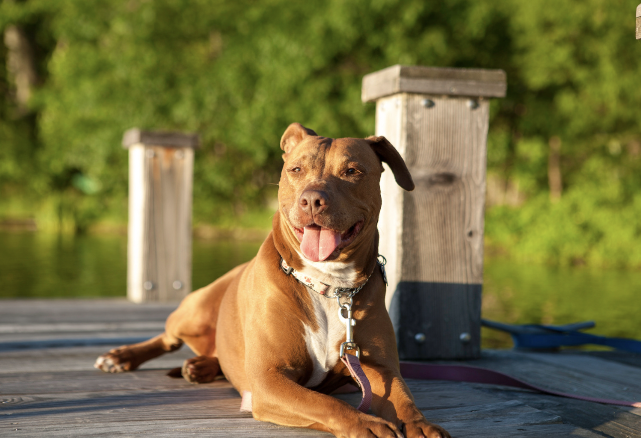 Pitbull Dog Names
