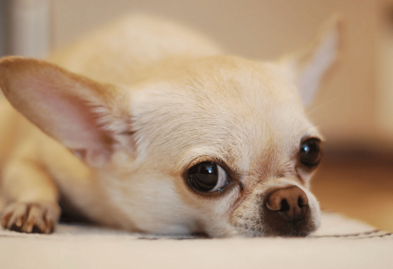 Cytopoint Injection for Dogs