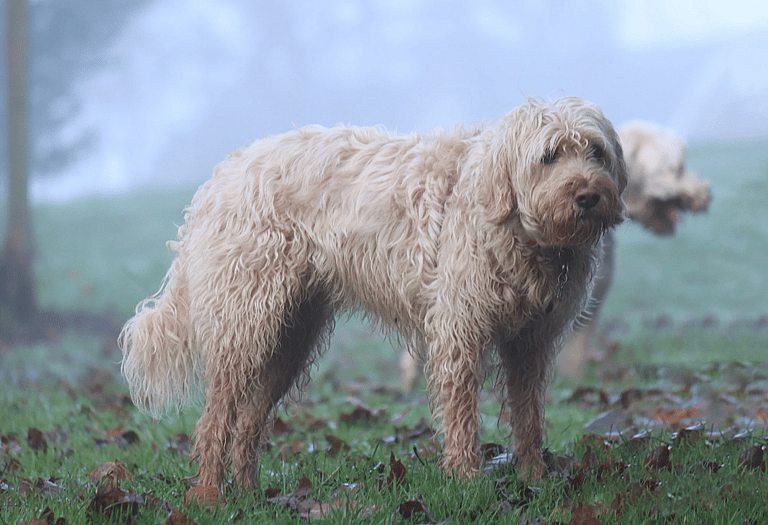 Dog Breeds On The Brink Of Extinction -  The Otterhound