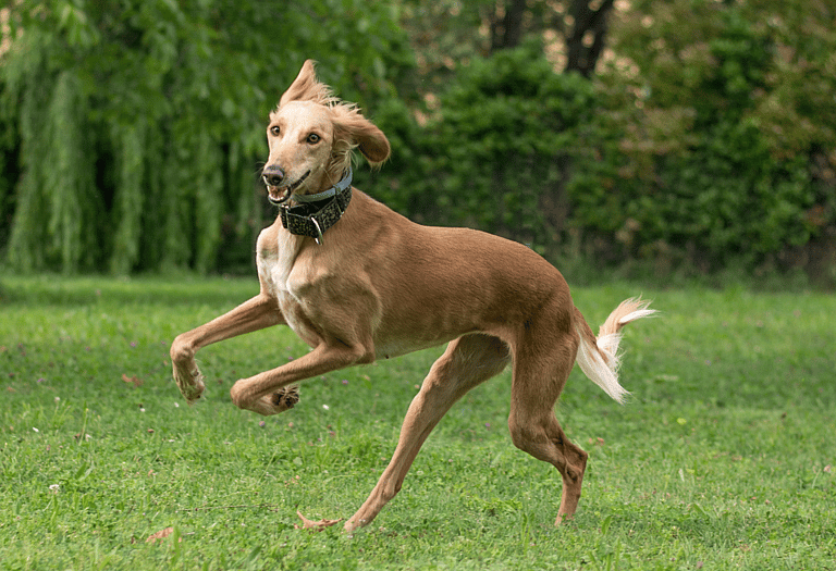 Fastest Dog Breeds