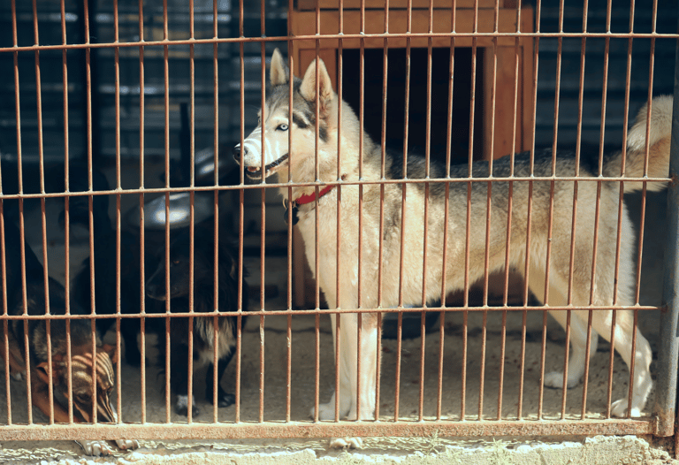 husky at shelter
