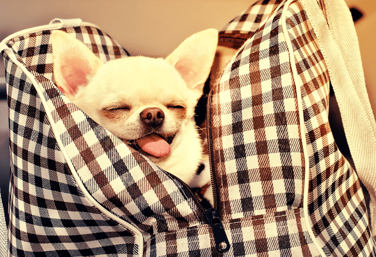Chihuahuas are the Most Popular Dog. But are They the Most Overrated?