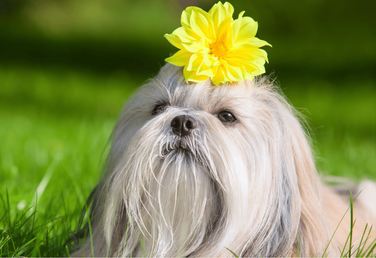 Shih Tzu Names