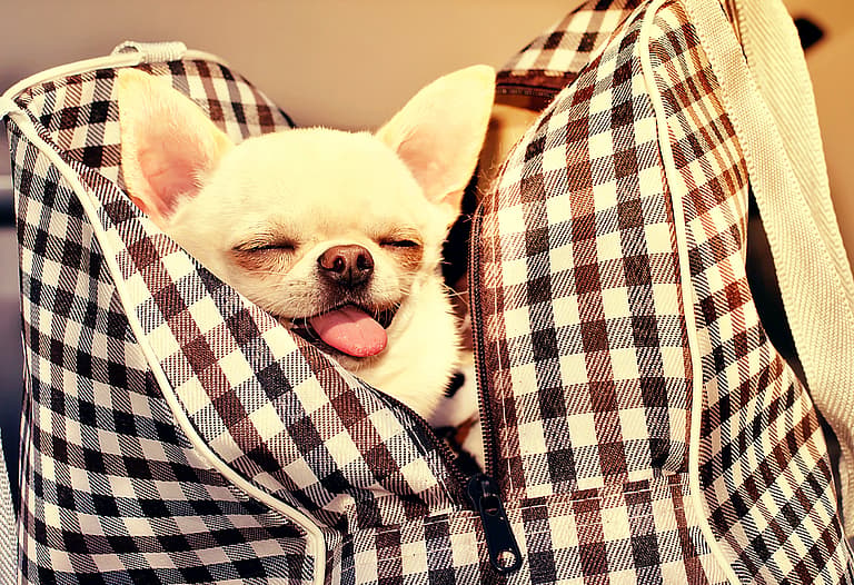 Chihuahuas are the Most Popular Dog. But are They the Most Overrated?