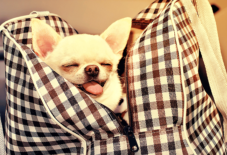 Chihuahuas are the Most Popular Dog. But are They the Most Overrated?
