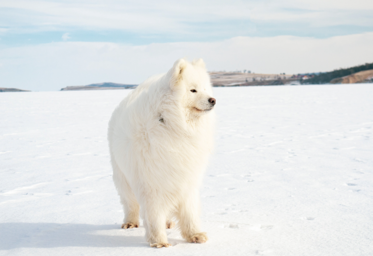 White Dog Names