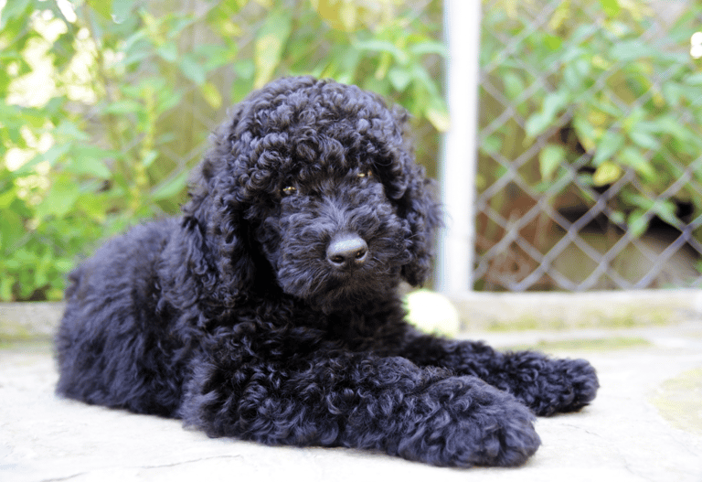 Black Dog Names