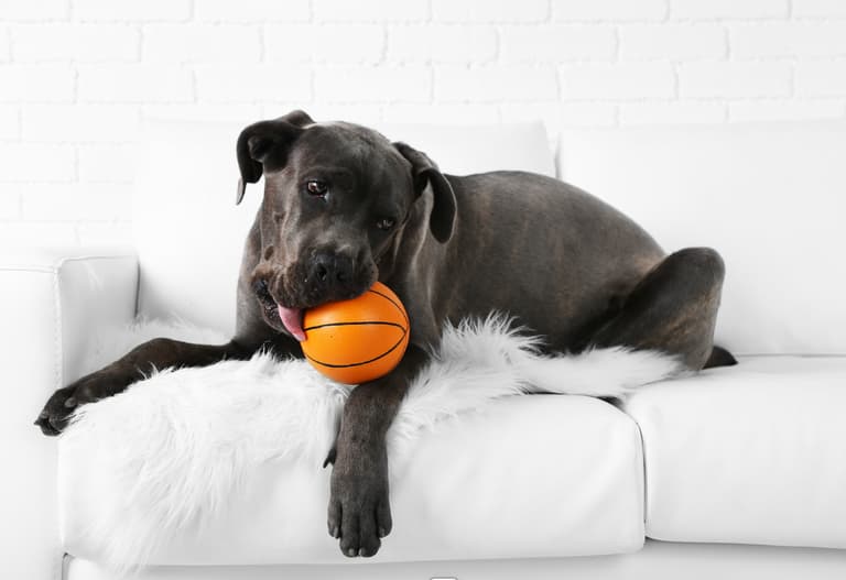 Cane Corso Names