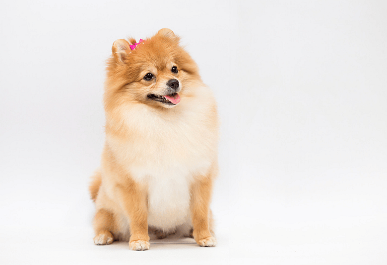 Cream Colored Dog Names