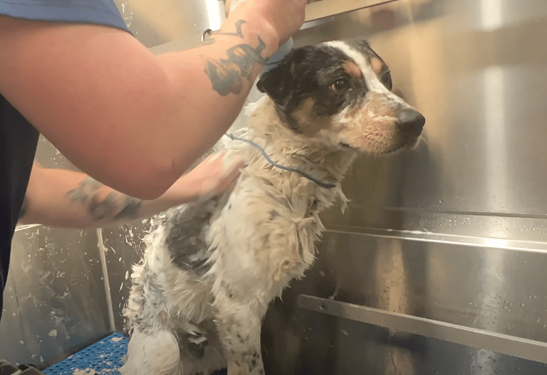 Sitting with dogs 44: How a Few Kind Words Transformed This Fearful Dog Into a Tail-Wagging Sweetheart
