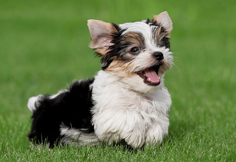 Parti Yorkie