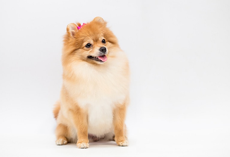 Cream Colored Dog Names