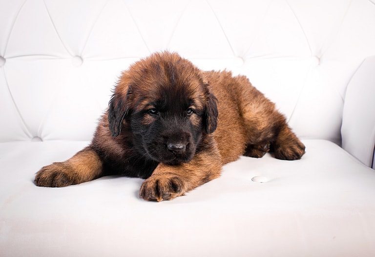 Leonberger Puppies