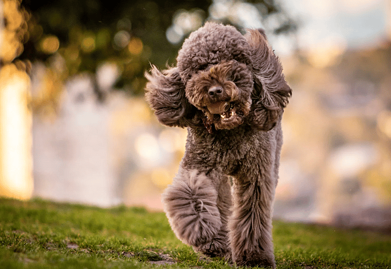 Brown poodle