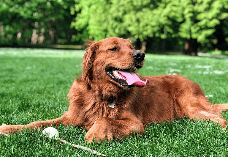 red golden etriever